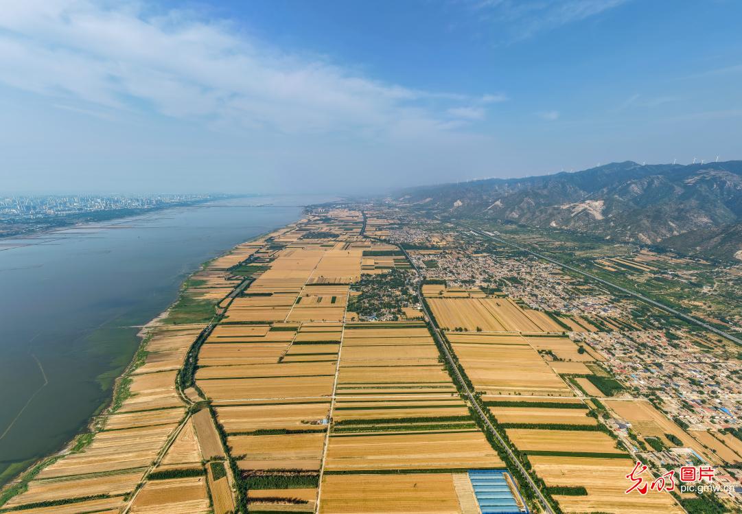 大地流金迎丰收