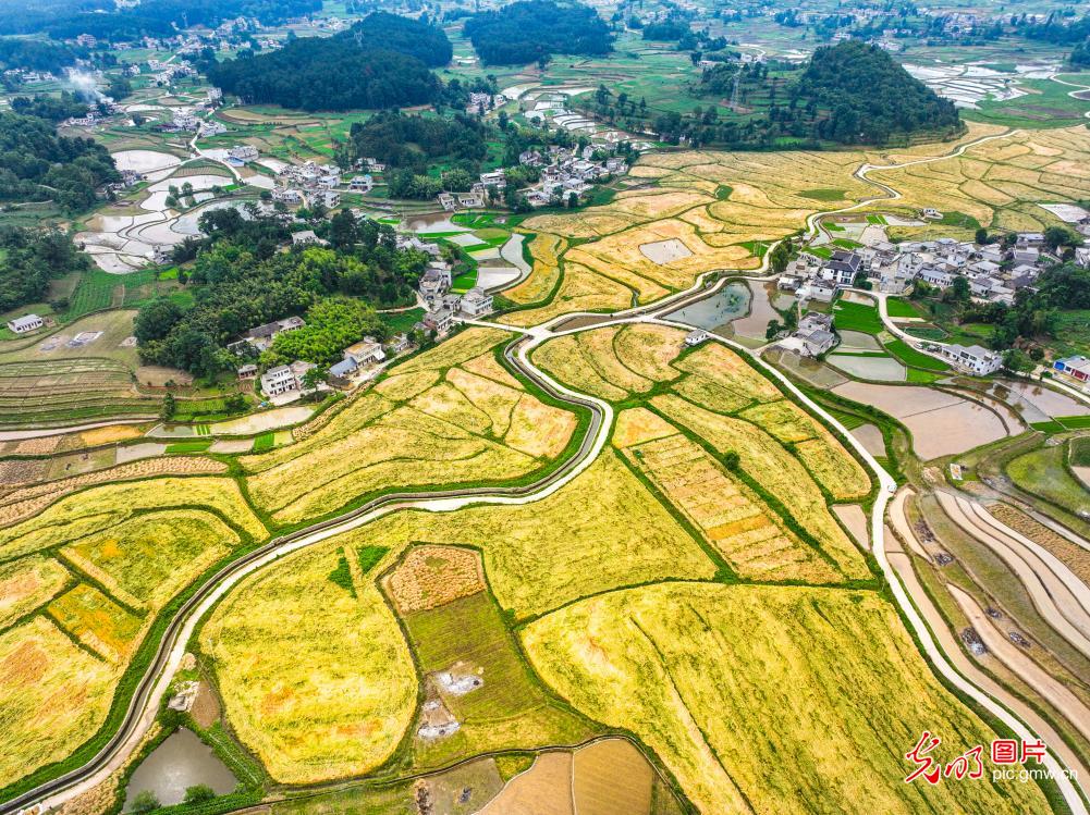 金色麦田 “丰”景如画