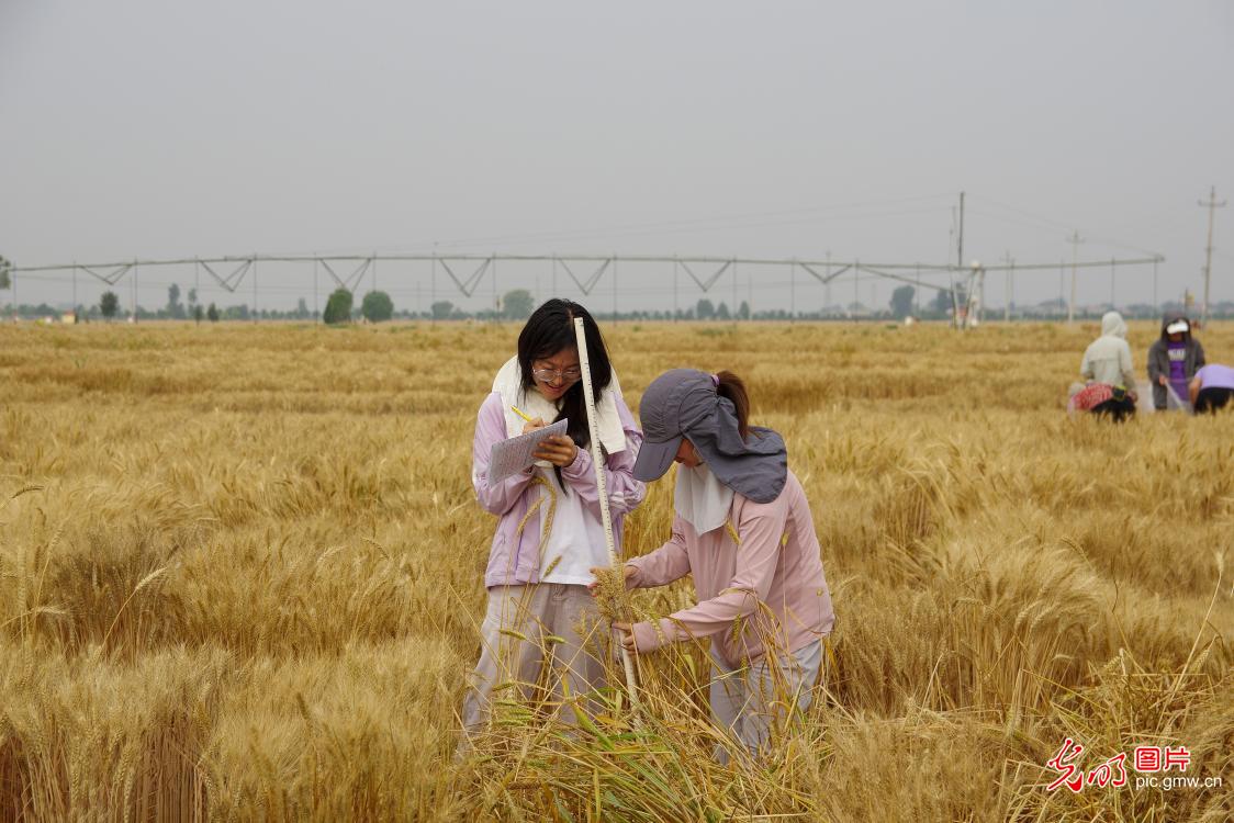 河北邯郸：产教结合育良种