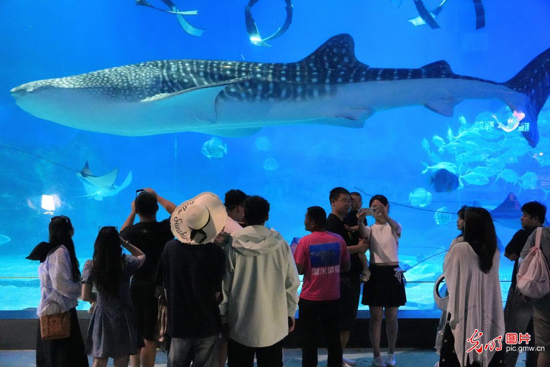 世界海洋日：科普艺术共筑海洋生态共识