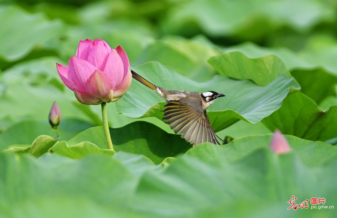 荷叶田田时 夏意正萌芽