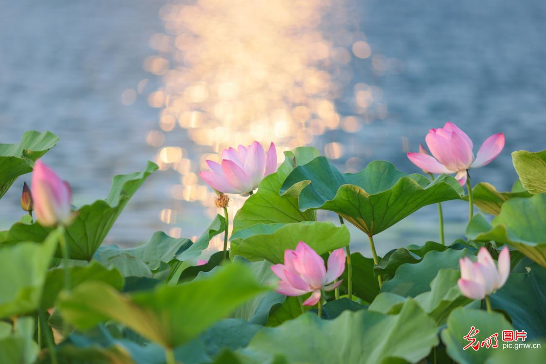 荷叶田田时 夏意正萌芽