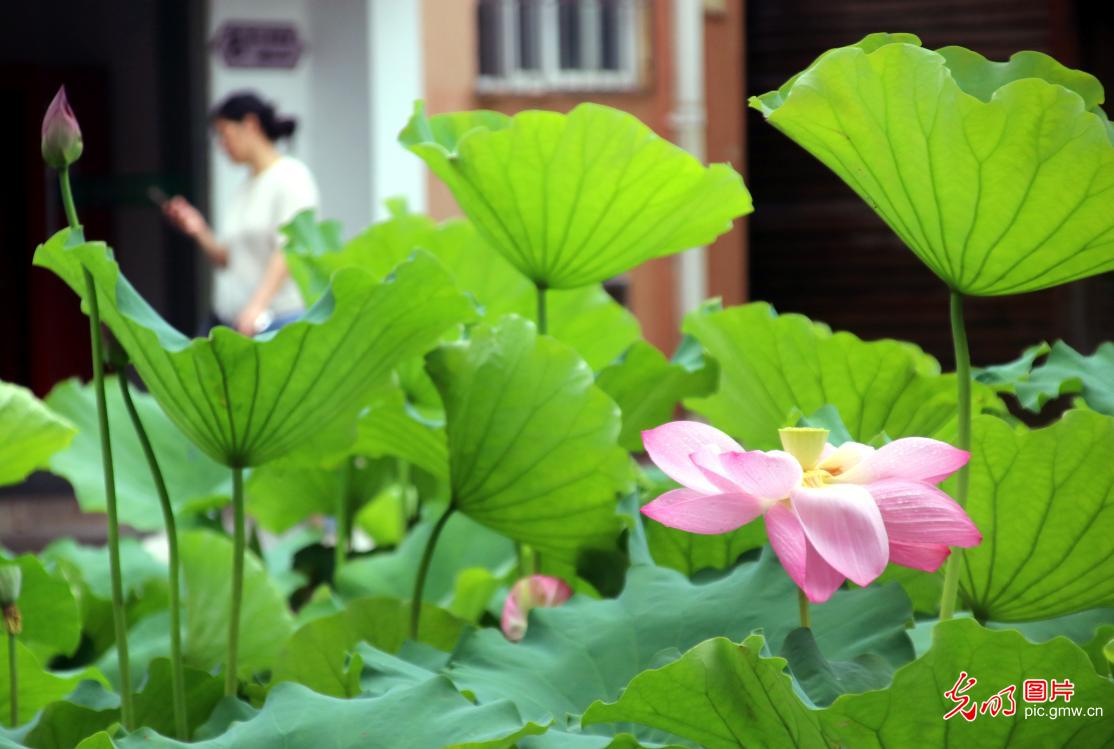 荷叶田田时 夏意正萌芽