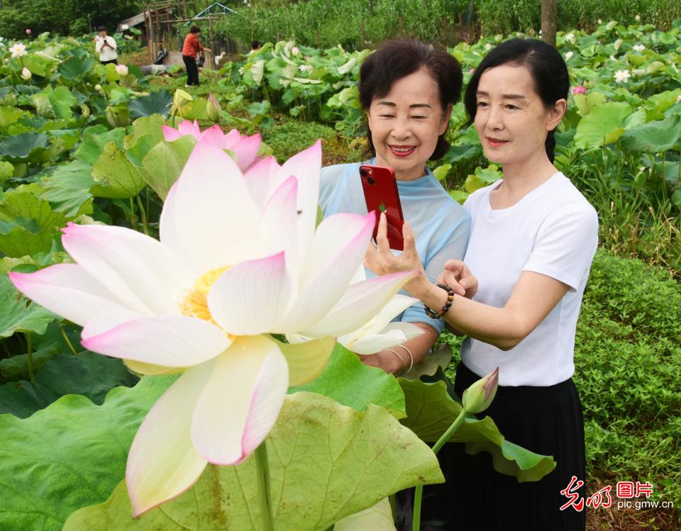 荷叶田田时 夏意正萌芽