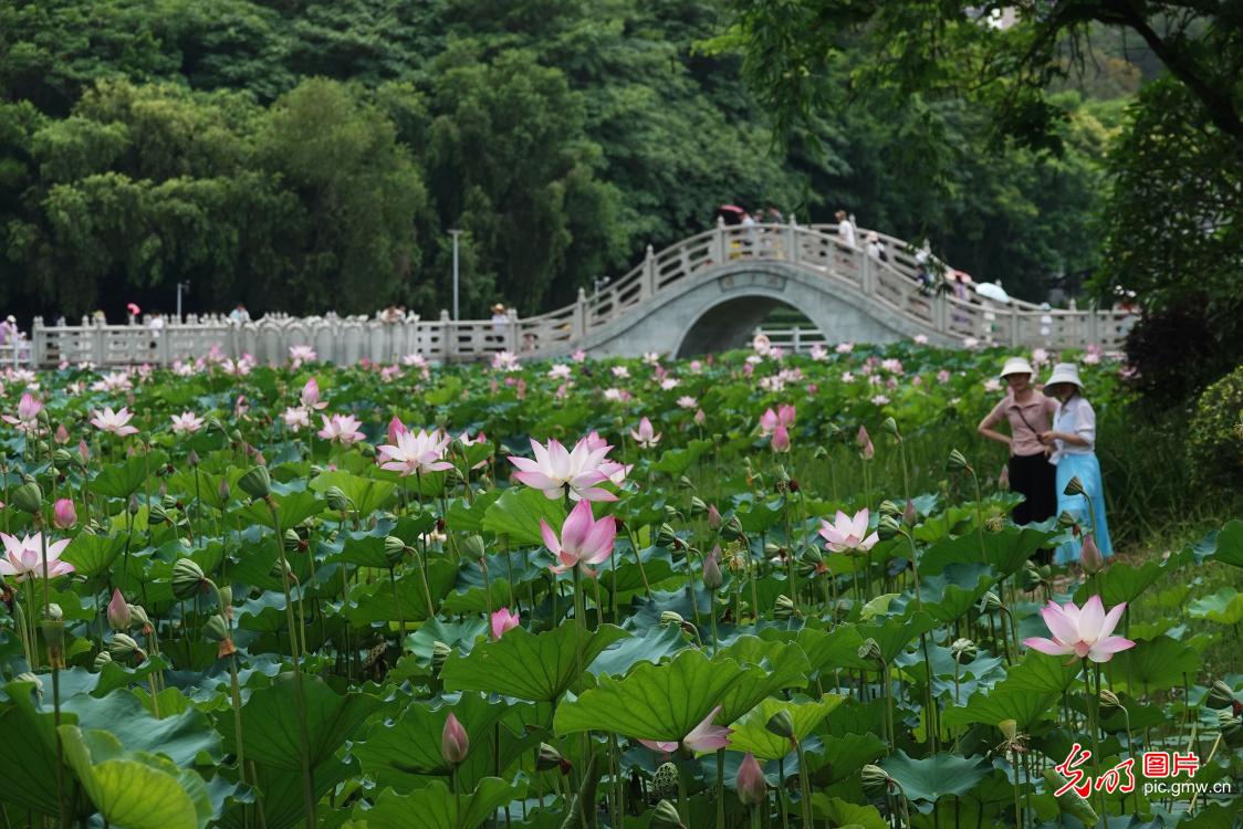 荷叶田田时 夏意正萌芽