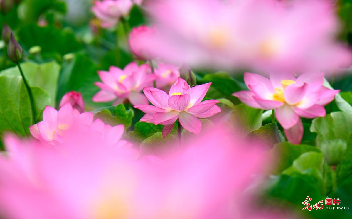 荷叶田田时 夏意正萌芽