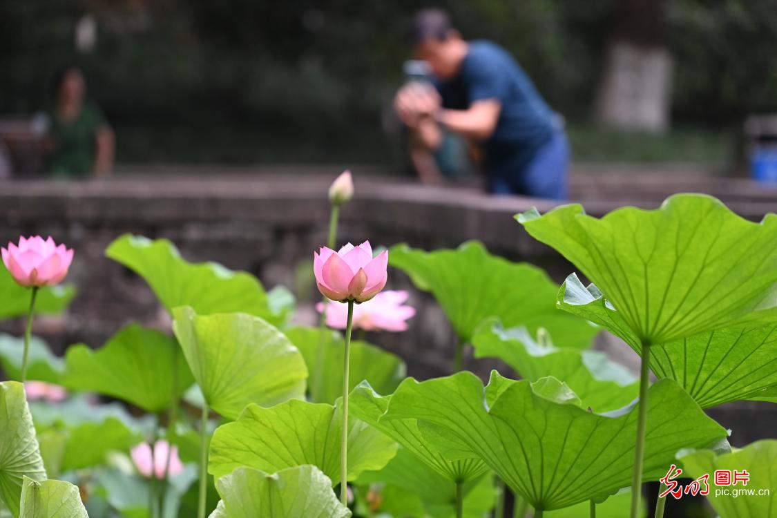 荷叶田田时 夏意正萌芽