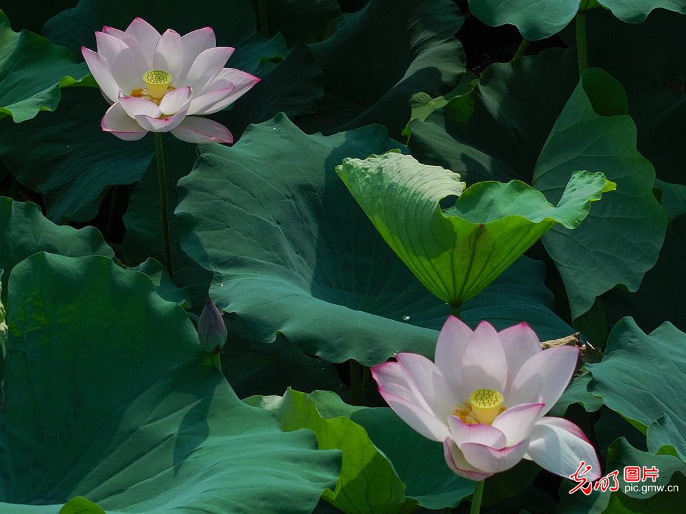 荷叶田田时 夏意正萌芽