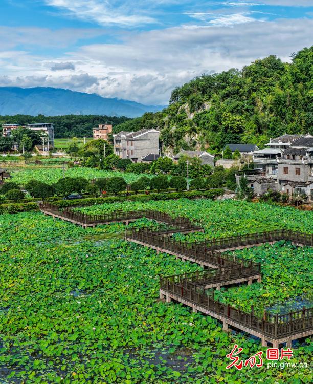 荷香满塘乡村美