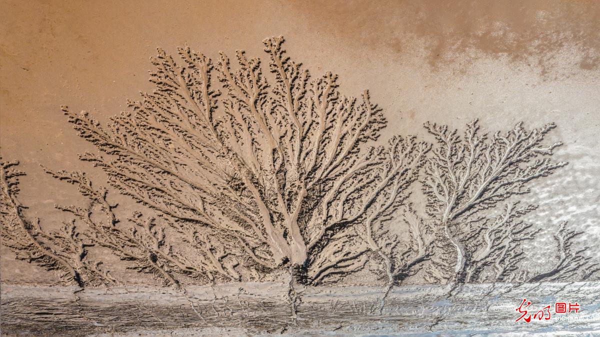 黄河河床现精美“沙画”