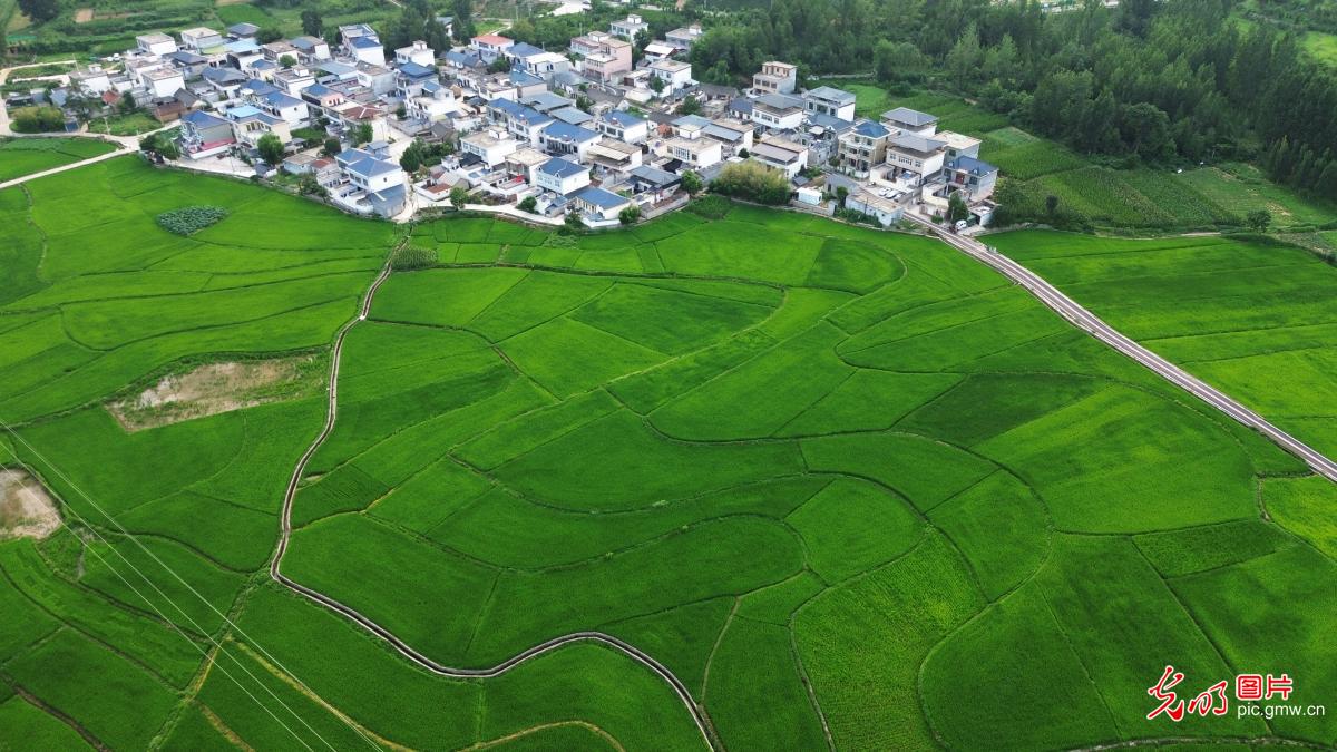 绿波夏浪映稻田