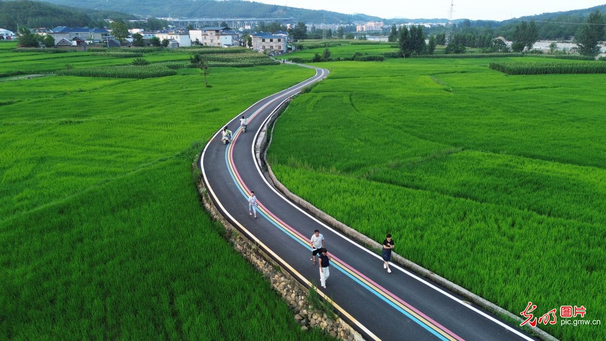 绿波夏浪映稻田