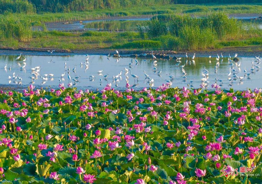万顷湿地荷花开 白鹭飞舞景如画