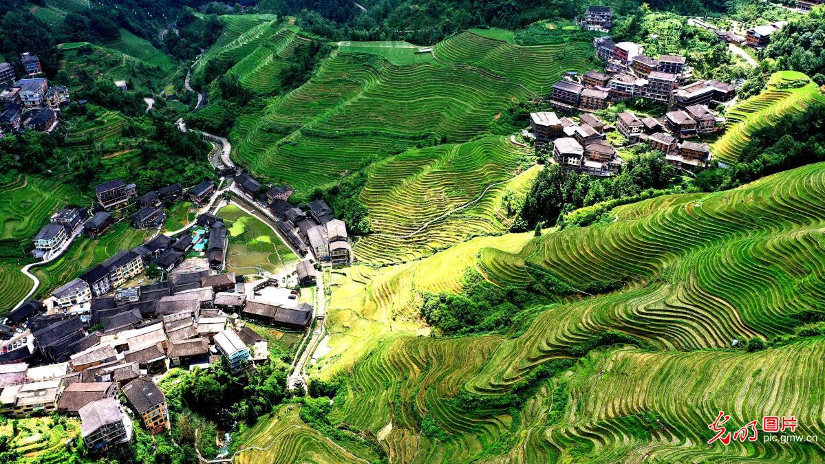 龙脊梯田夏日焕彩