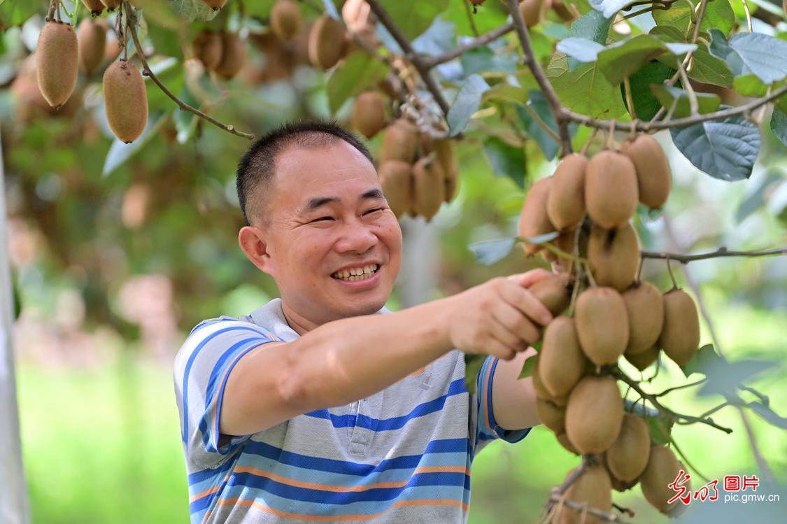 迎处暑 抢农时