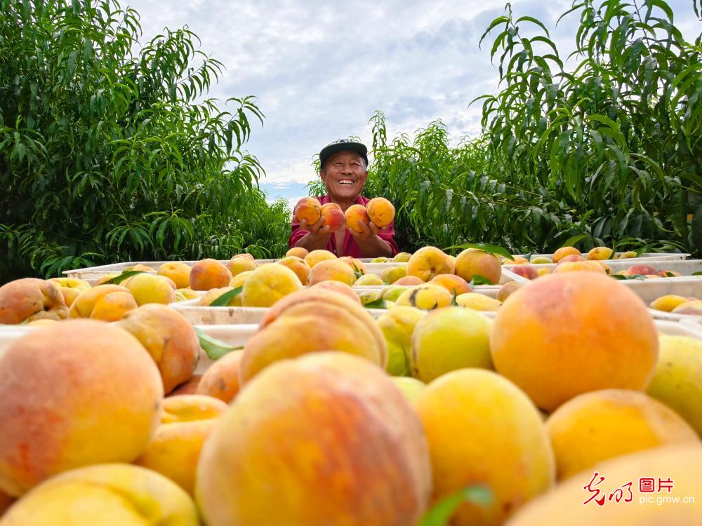 迎处暑 抢农时