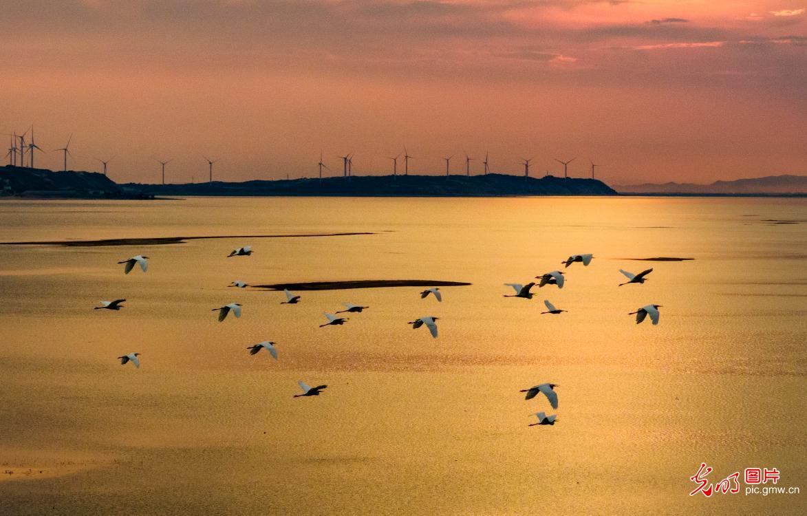大美湿地 生态画卷 大美湿地 生态画卷