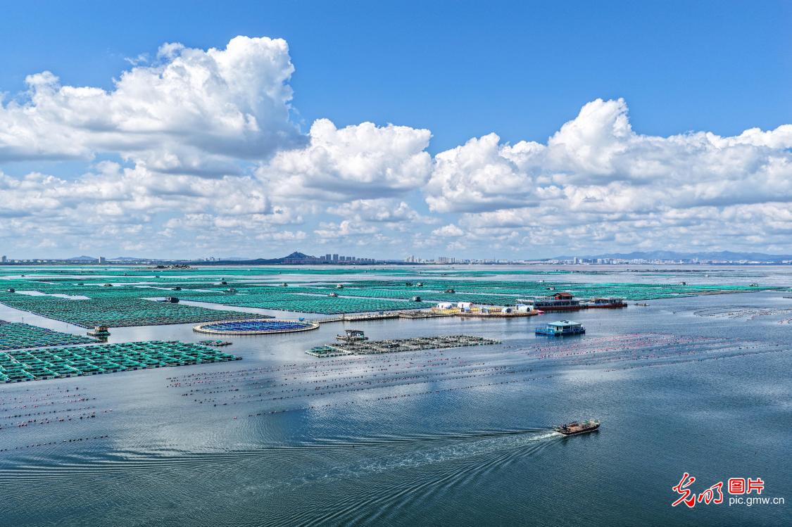 海上牧场生态美
