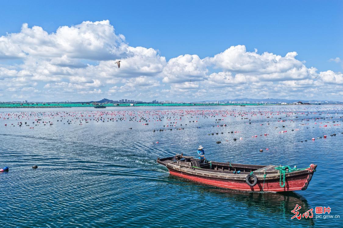 海上牧场生态美