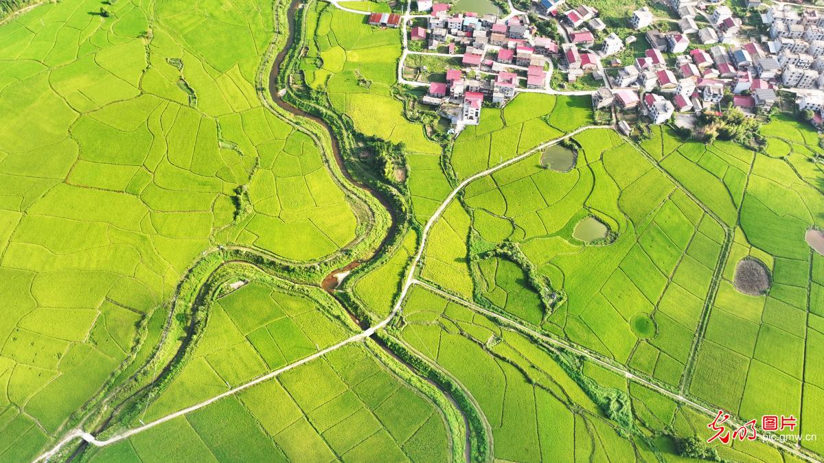 丰收在望 田园如画