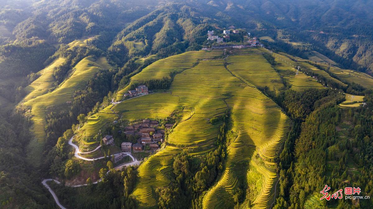 龙脊梯田“丰景”如画