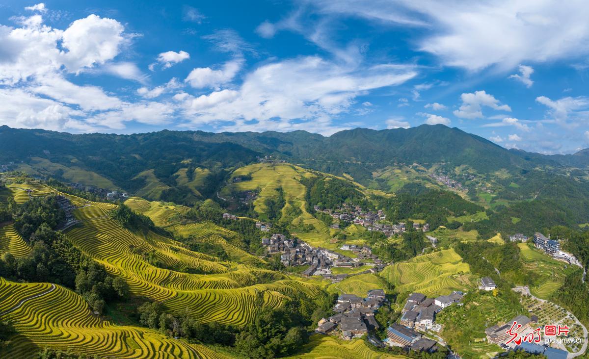 龙脊梯田“丰景”如画