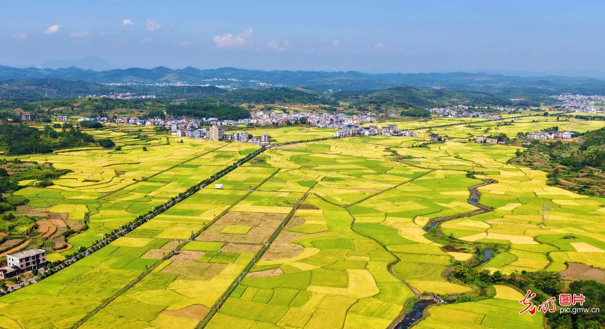 瞰金秋沃野 绘就新丰收图鉴