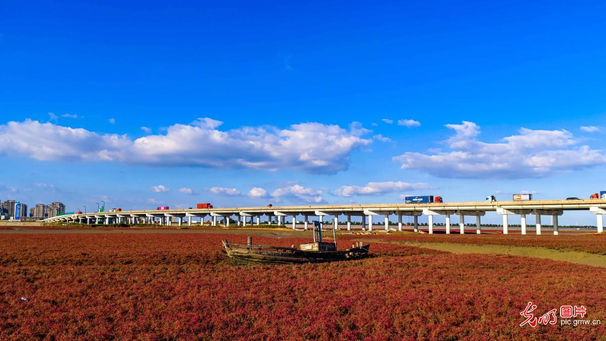 红海滩绚丽缤纷