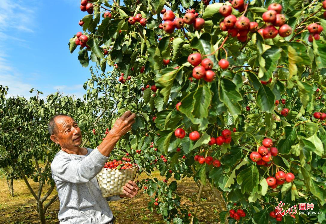 十月丰收季 瓜果飘香时