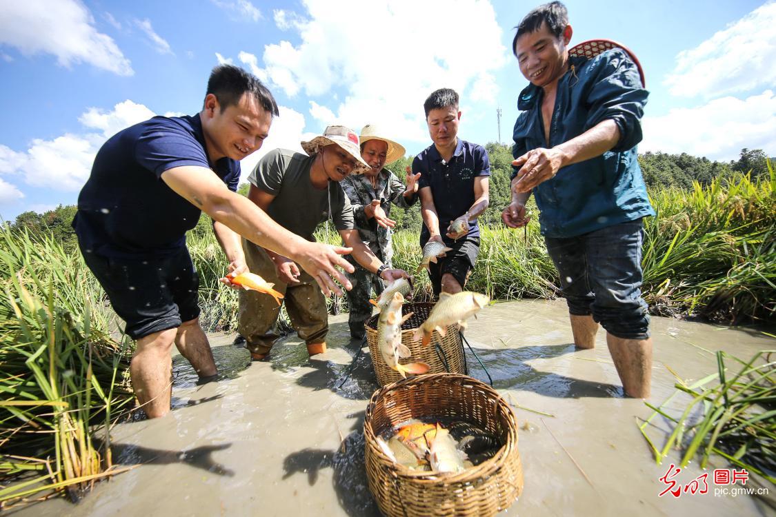 金秋泼彩丰收卷 渔歌唱晚满仓归