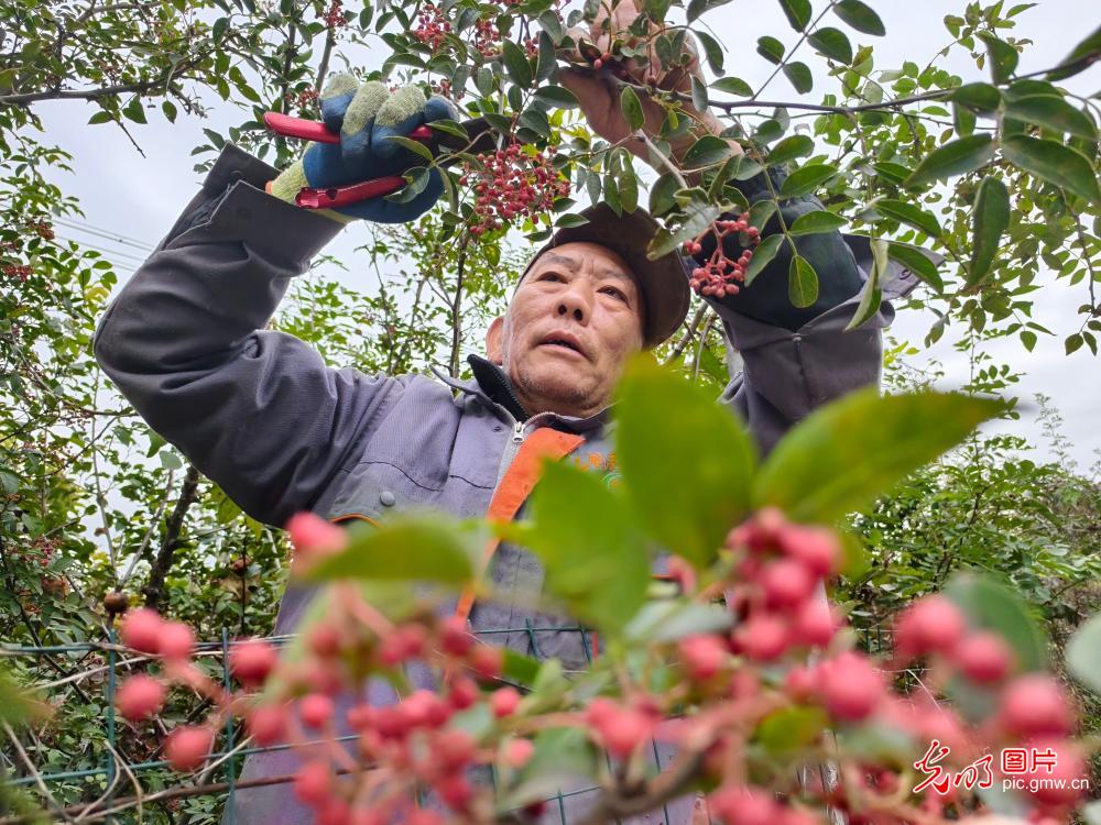 “菜篮子”丰收 农民采收稳保供