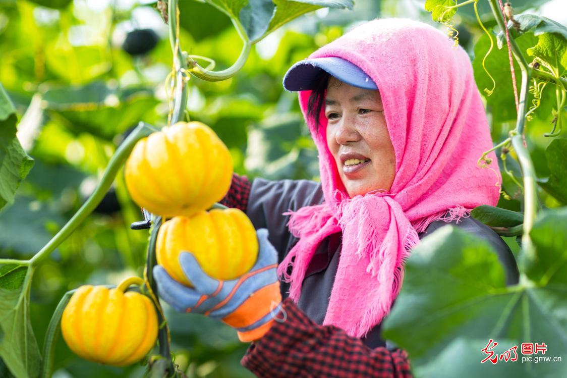 “菜篮子”丰收 农民采收稳保供