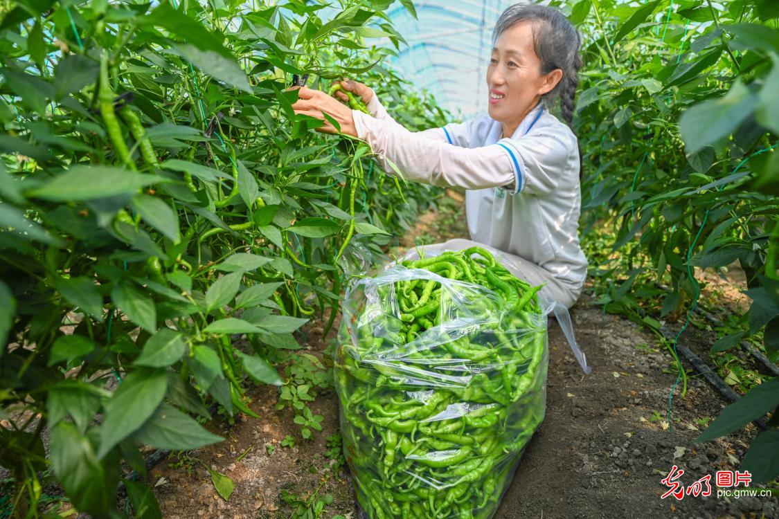 “菜篮子”丰收 农民采收稳保供