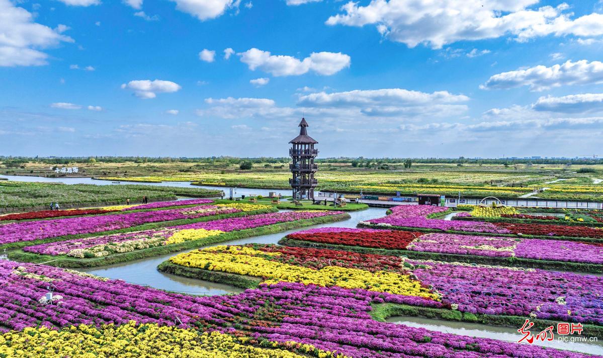 千垛菊花引客来 千垛菊花引客来