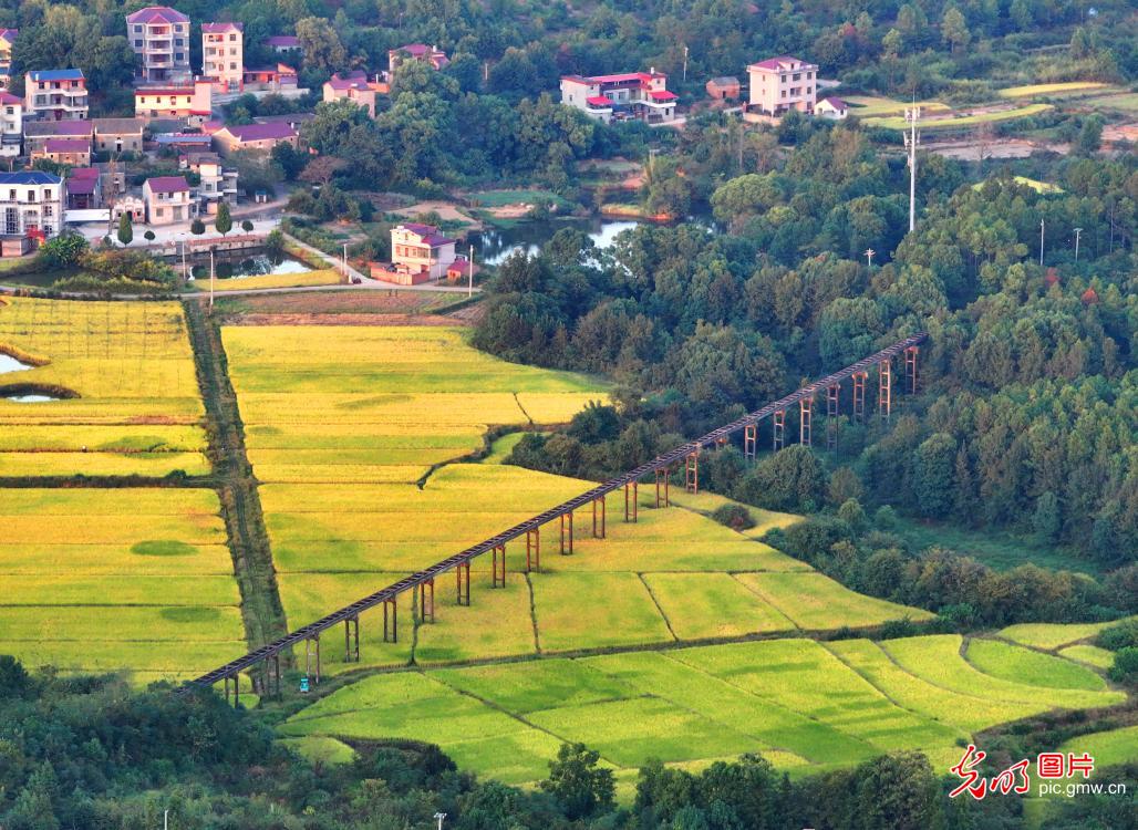 金秋农事忙 丰收满田间