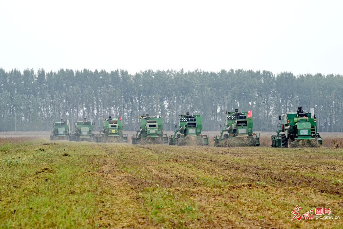 金秋农事忙 丰收满田间