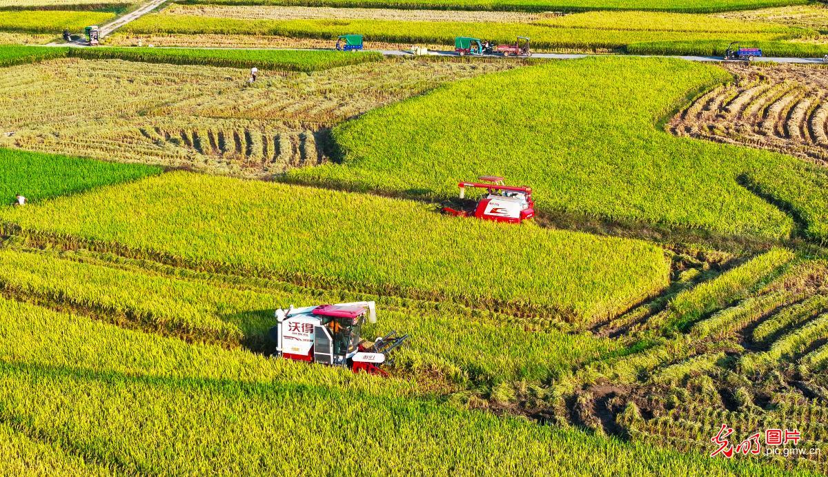 金秋农事忙 丰收满田间