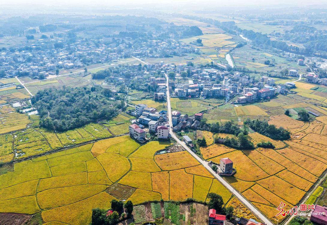 良田阡陌绘“丰”景
