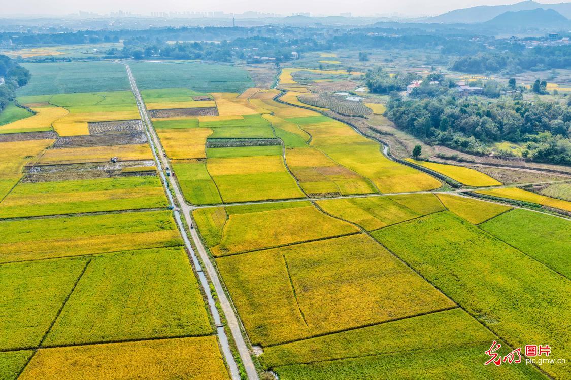 良田阡陌绘“丰”景