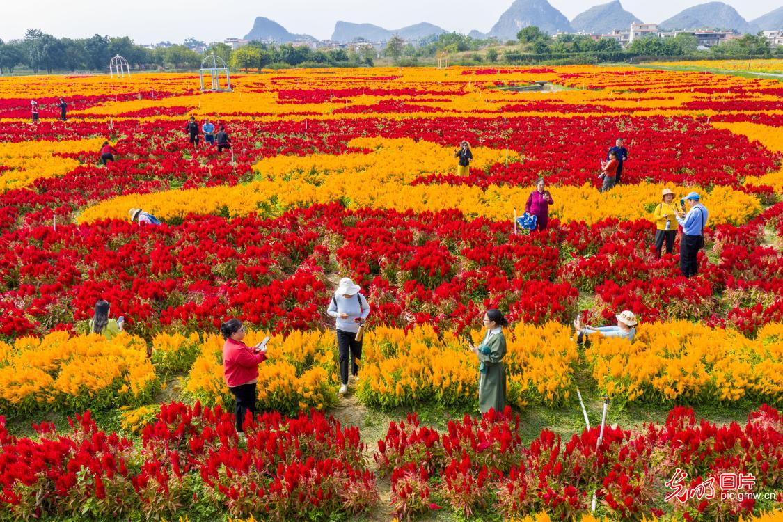 瑶乡花海 秋景迷人 瑶乡花海 秋景迷人