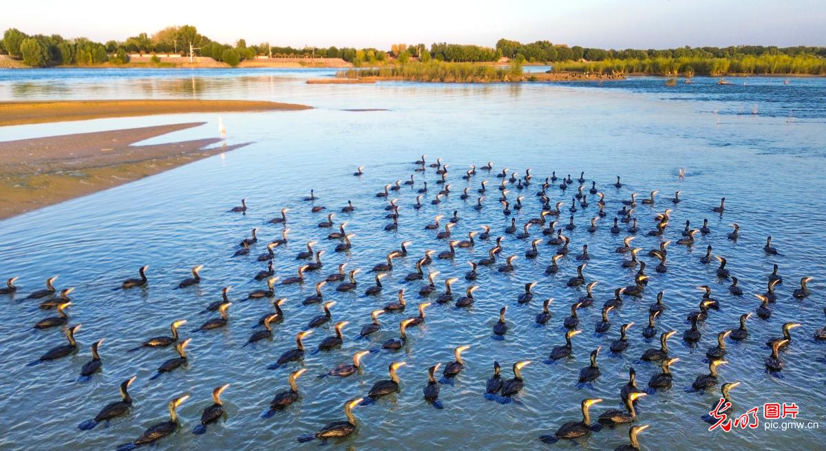 黄河湿地秋韵浓
