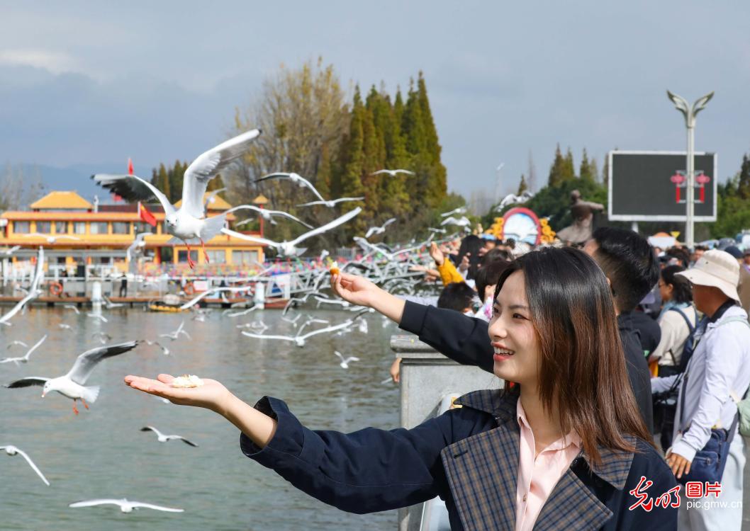 人鸥相约冬日春城