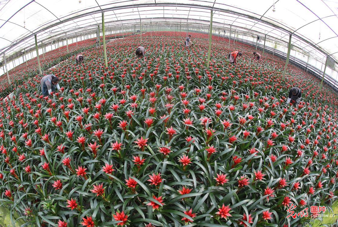 花海铺就乡村“致富路”