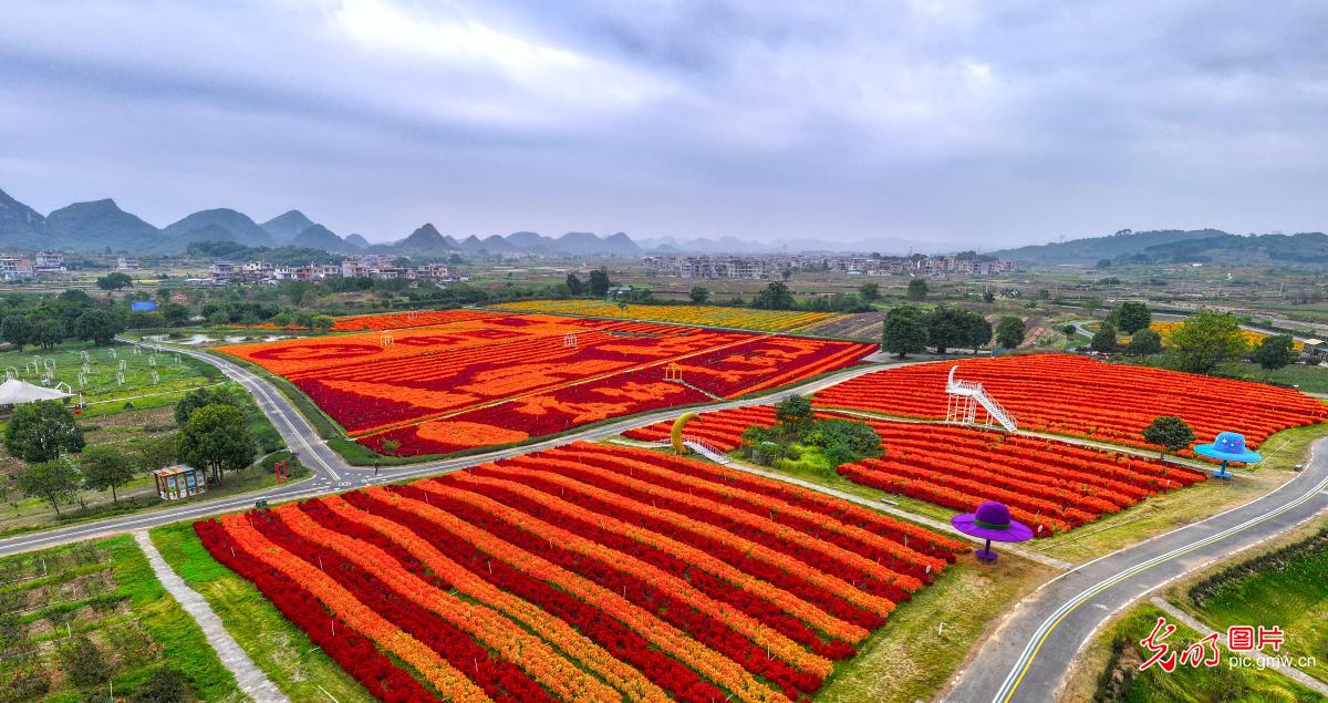 初冬花海绘就田园盛景
