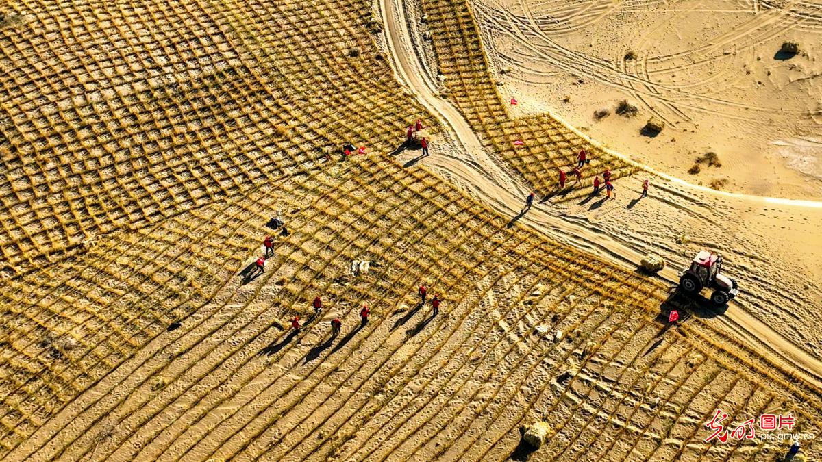 初冬时节巴丹吉林沙漠忙“锁边” 初冬时节巴丹吉林沙漠忙“锁边”