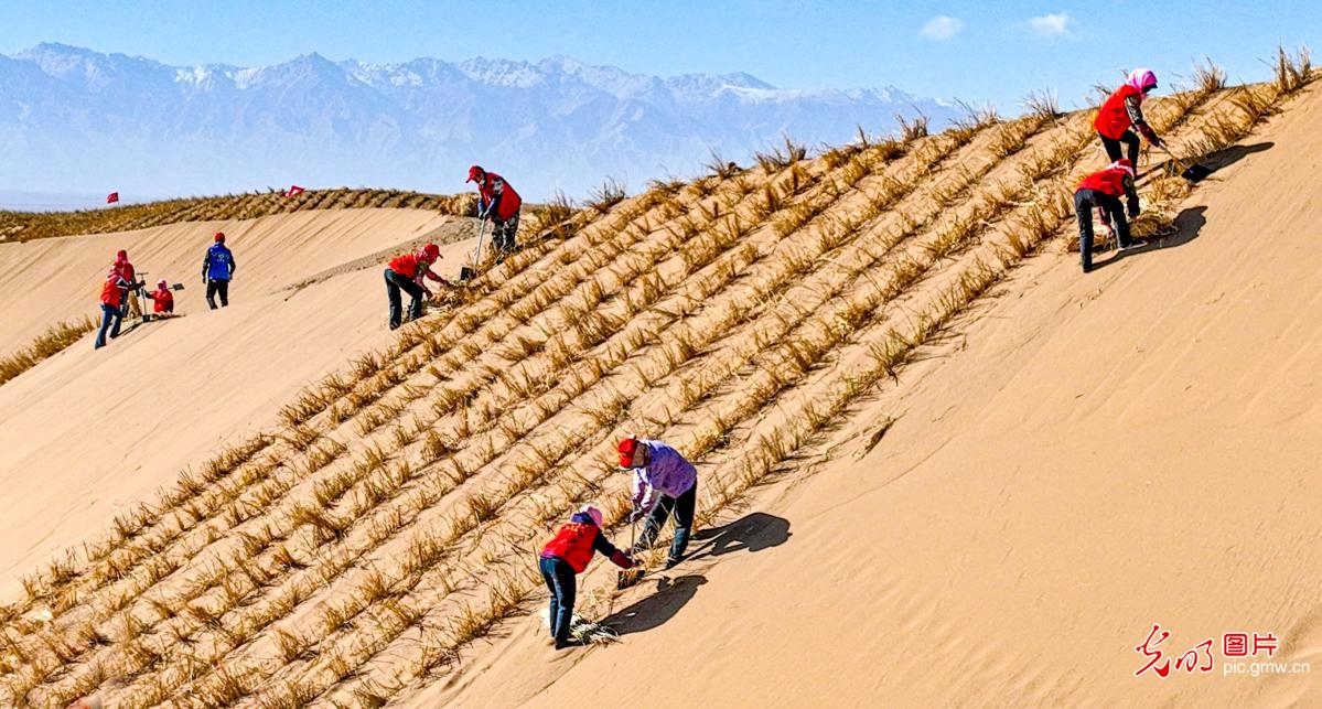 初冬时节巴丹吉林沙漠忙“锁边” 初冬时节巴丹吉林沙漠忙“锁边”