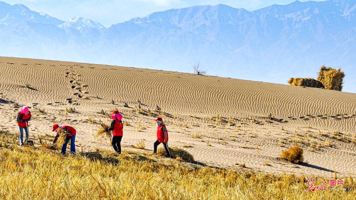 初冬时节巴丹吉林沙漠忙“锁边” 初冬时节巴丹吉林沙漠忙“锁边”