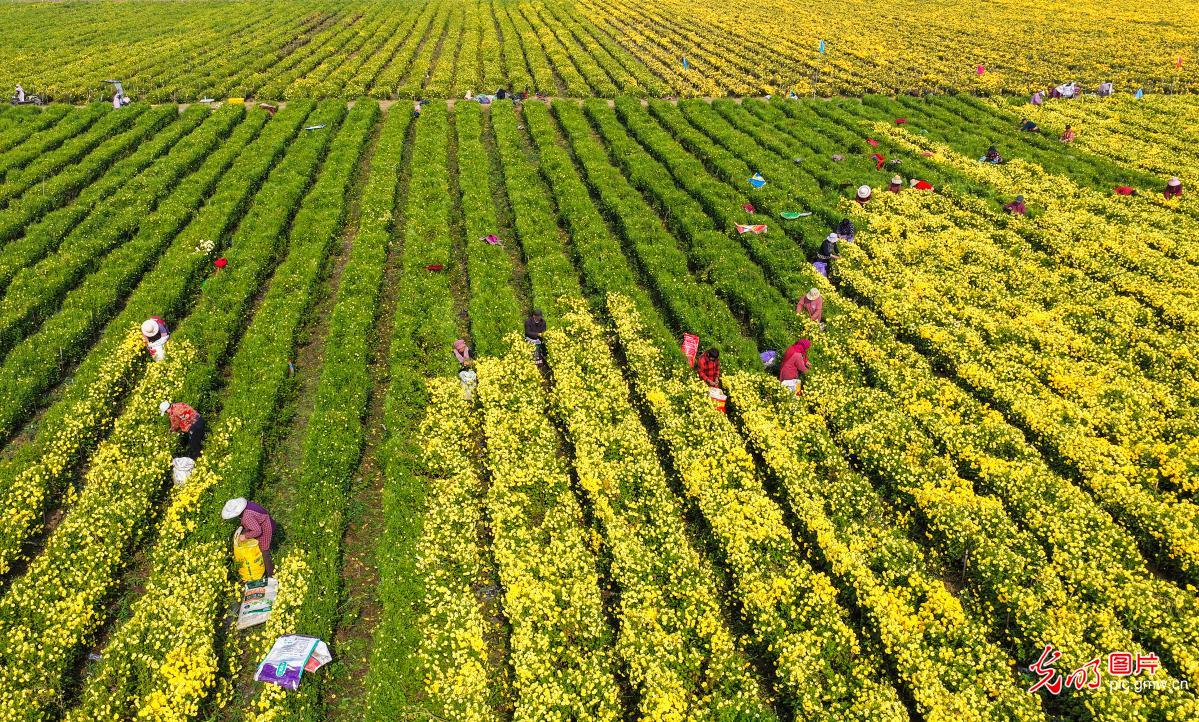 多彩菊花产业,铺就乡村致富幸福路 多彩菊花产业,铺就乡村致富幸福路