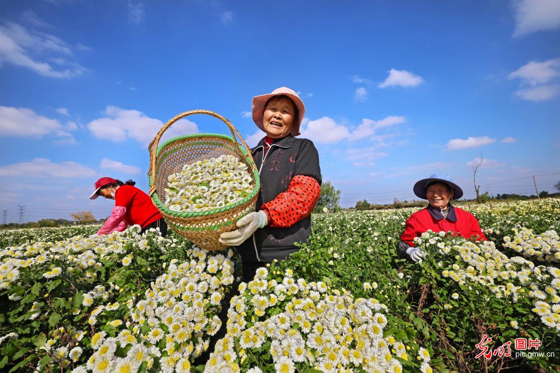多彩菊花产业,铺就乡村致富幸福路 多彩菊花产业,铺就乡村致富幸福路
