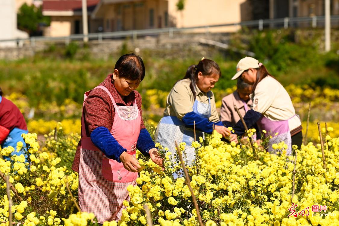 多彩菊花产业,铺就乡村致富幸福路 多彩菊花产业,铺就乡村致富幸福路